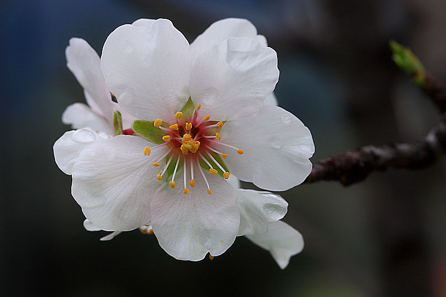 Prunus dulcis / Mandorlo